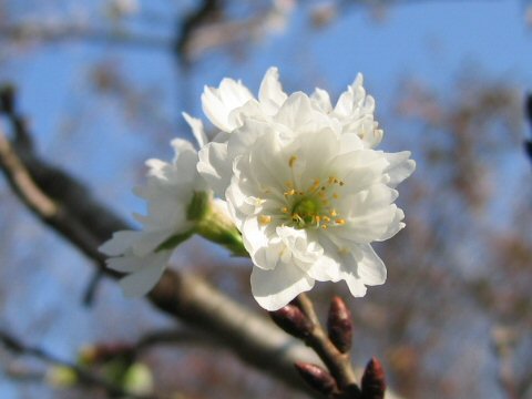 子福桜