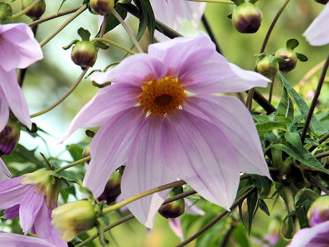 Dahlia Imperialisはどんな植物 Weblio辞書