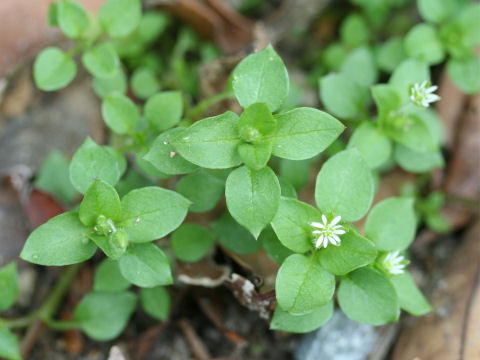 小繁縷