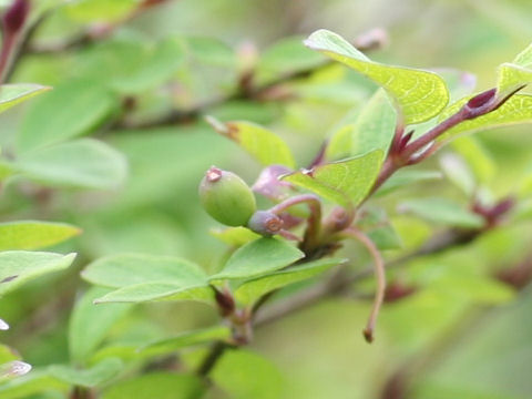 小米瓢箪木