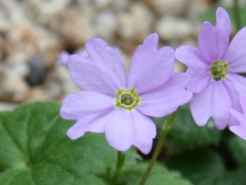 Primula reinii