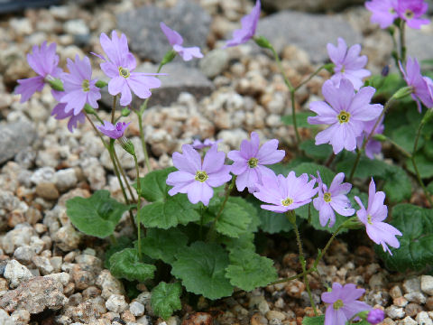 Primula reinii