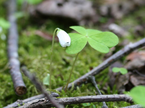 Oxalis acetosella