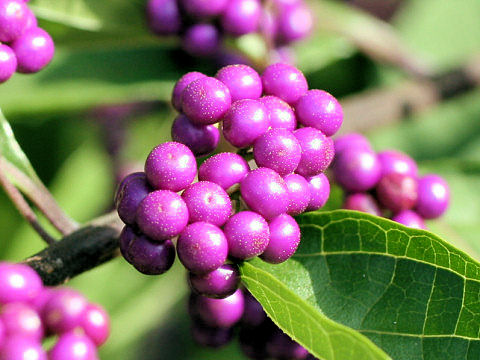 小紫 コムラサキ はどんな植物 Weblio辞書