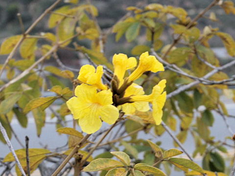 黄金凌霄花