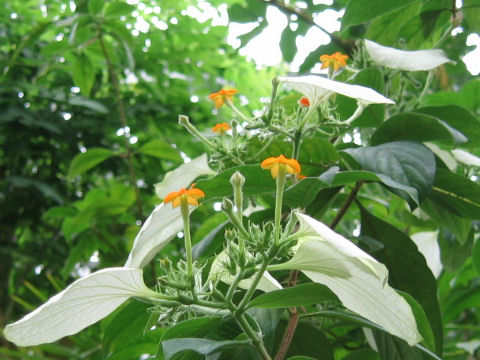 Mussaenda parviflora