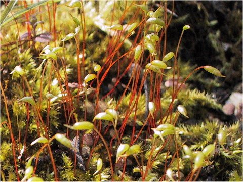 Pogonatum inflexum