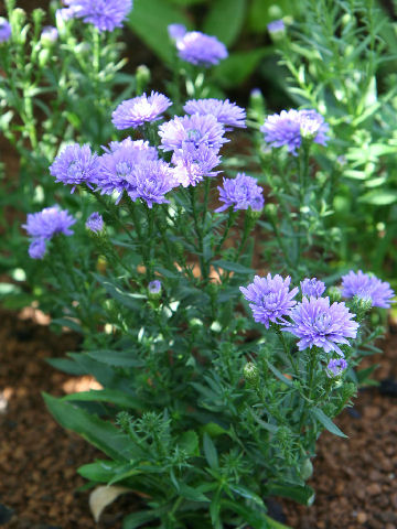 Aster pilosus cv. Asty