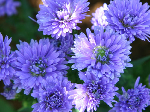 Aster pilosus cv. Asty