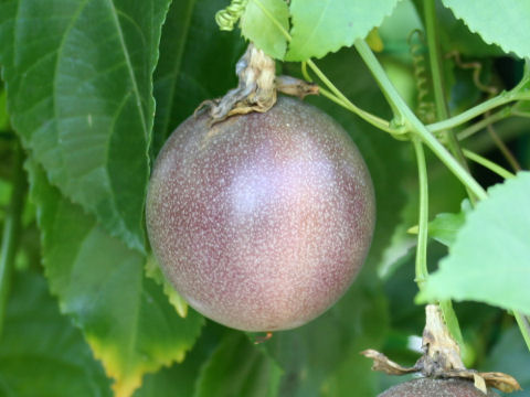 Passiflora edulis