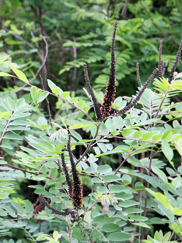 Amorpha Fruticosaはどんな植物 Weblio辞書