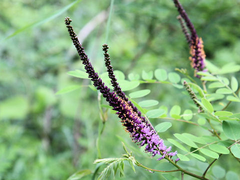 黒花槐