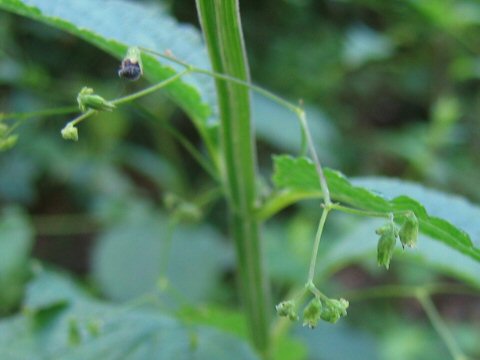 黒花引起こし