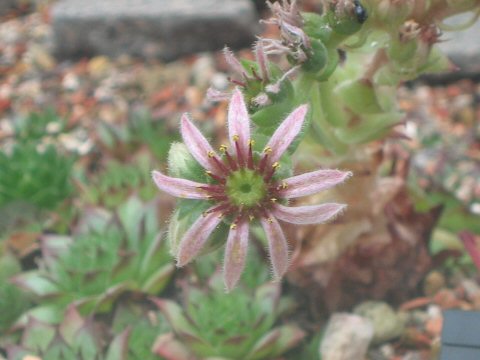 Sempervivum arachnoideum