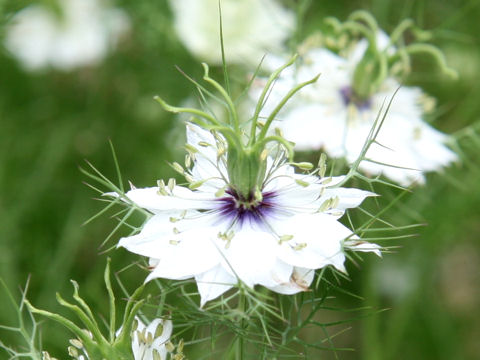 黒種草 クロタネソウ はどんな植物 Weblio辞書