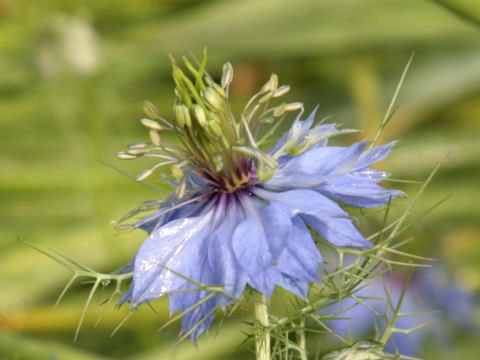 黒種草 クロタネソウ はどんな植物 Weblio辞書