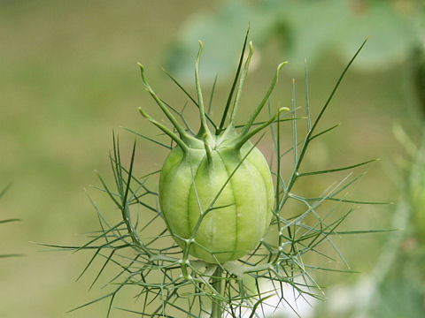 黒種草 クロタネソウ はどんな植物 Weblio辞書