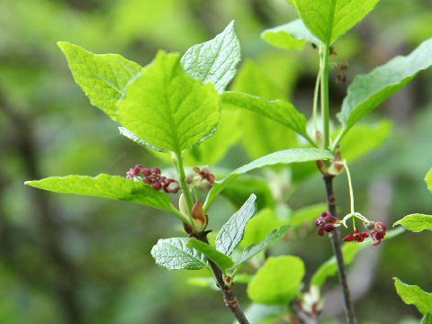 Euonymus tricarpus