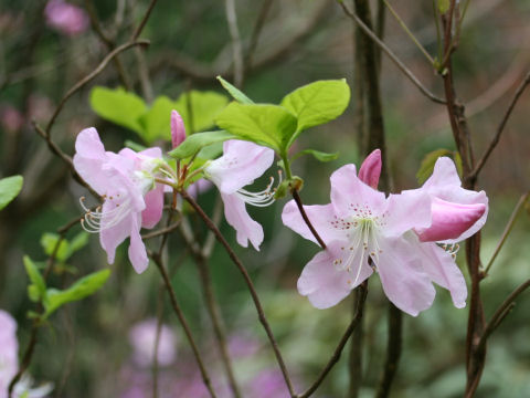 Rhododendron schlippenbachii