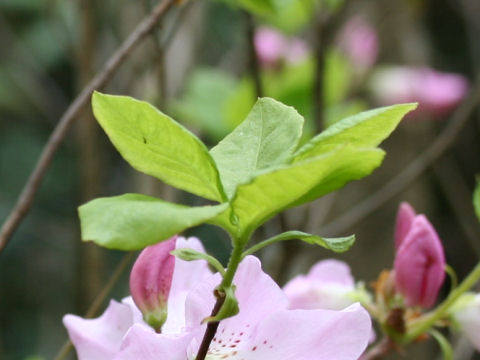 Rhododendron schlippenbachii