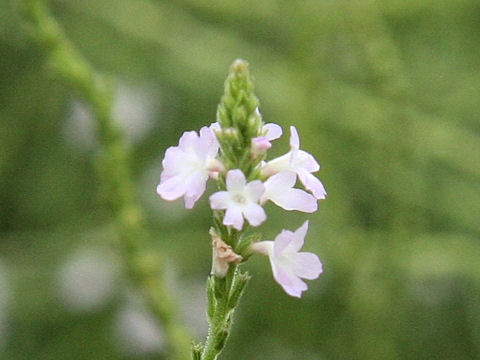 Verbena officinalis