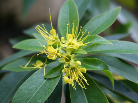 Xanthostemon chrysanthus