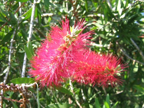 槙葉ブラシの木はどんな植物 わかりやすく解説 Weblio辞書