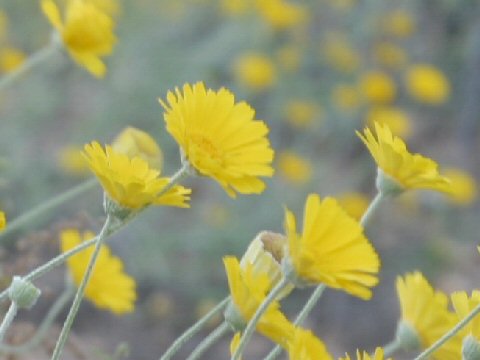 Machaeranthera gracilis