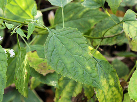 Eupatorium rugosum