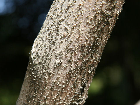 Hamamelis japonica var. obtusata