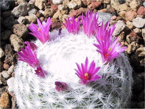 Mammillaria humboldtii