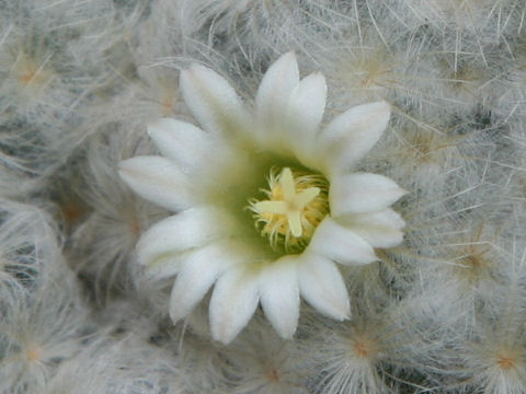 Mammillaria plumosa