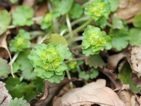 Chrysosplenium ramosum