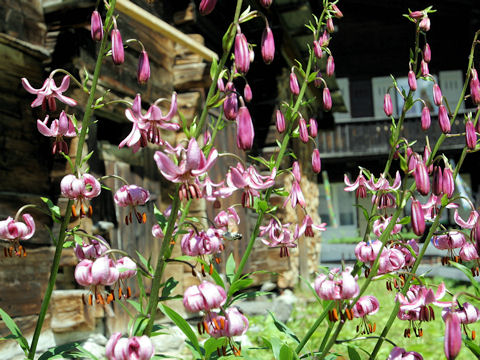 Lilium martagon