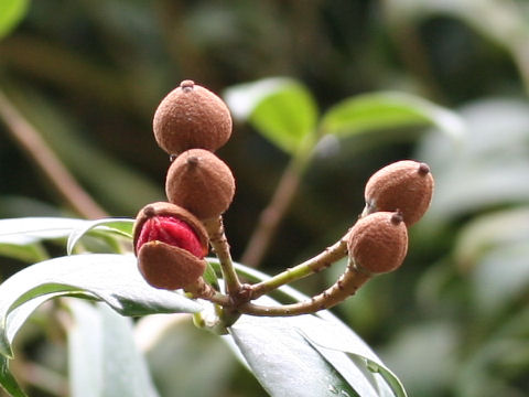 Marcgravia rectiflora