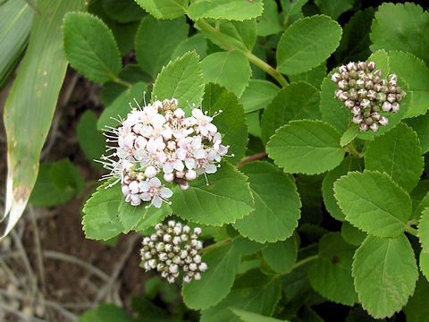 Spiraea betulifolia