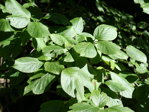 Ehretia dicksonii