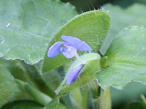 丸葉露草