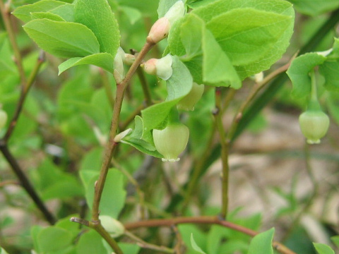 Vaccinium shikokianum