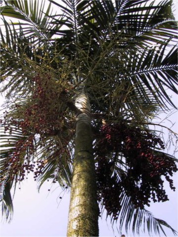 マニラ椰子