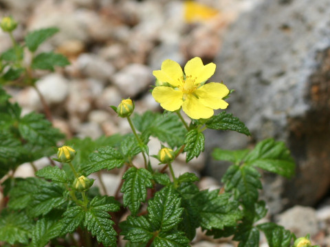 Potentilla miyabei