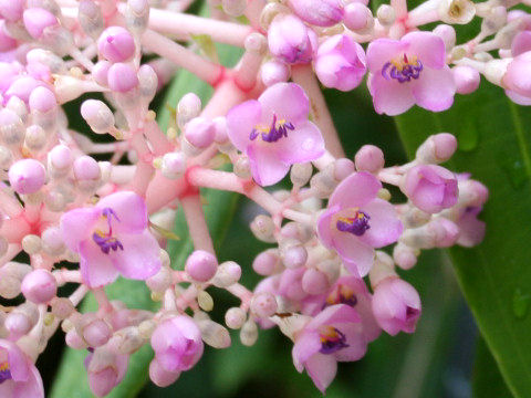 Medinilla speciosa