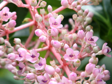 Medinilla speciosa