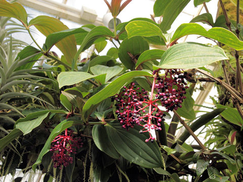 Medinilla speciosa