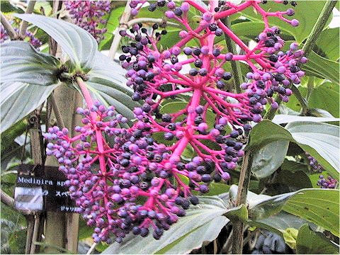 Medinilla speciosa