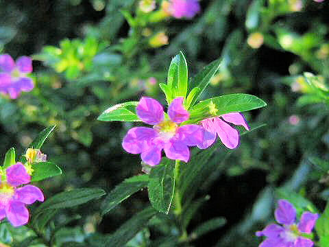 メキシコ花柳