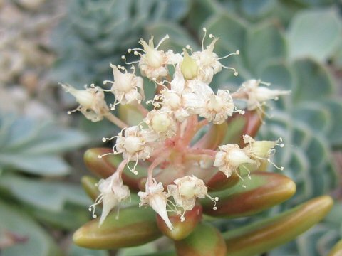 Sedum nussbaumerianum