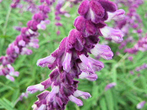 Salvia leucantha