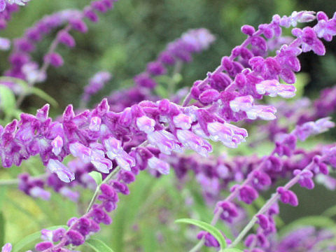 Salvia leucantha