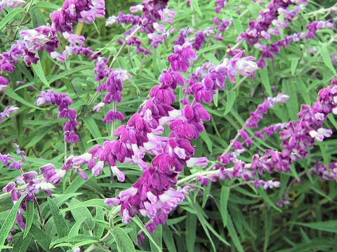 Salvia leucantha